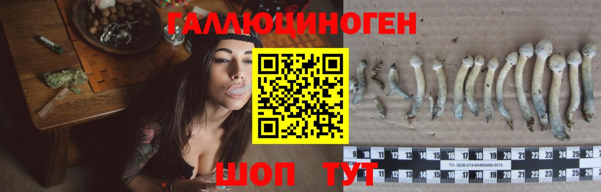 Галлюциногенные грибы Psilocybine cubensis Конаково